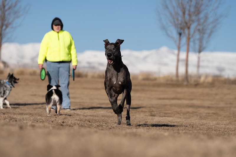 A handler walking across an open field with three off-lead dogs, mountains behind
