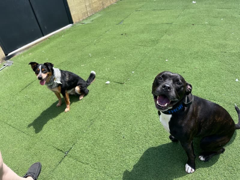 Two dogs sitting on bright green artificial turf in the enclosed outdoor training yard