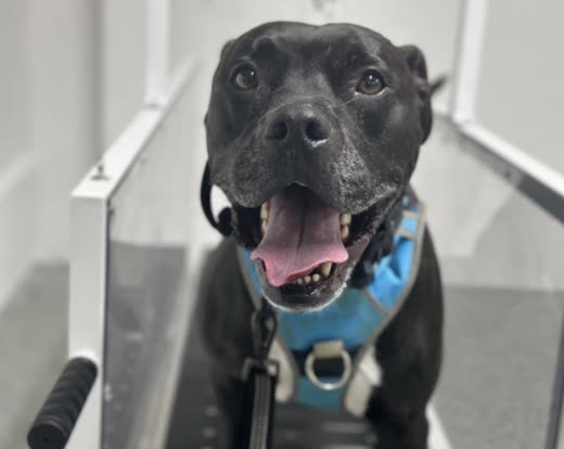 Close-up of a black staffy-type dog in a blue harness looking up happily, tongue out