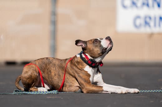 Brindle-and-white dog in a red harness holding a down-stay on tarmac, looking up attentively (crop tight on the dog to remove burned-in words)