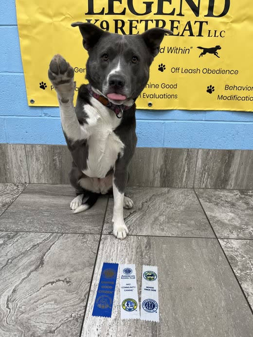 Grey-and-white dog sitting and offering a paw beside a rosette and title ribbons (crop tight on the dog and rosette to remove burned-in words)