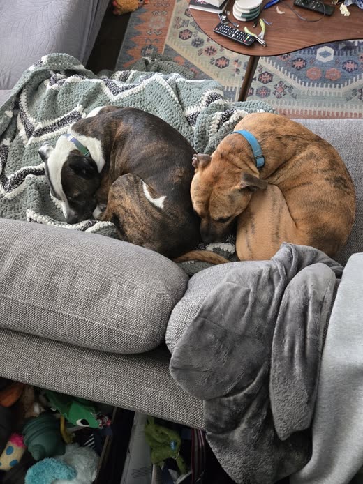 Two dogs curled up asleep together under blankets on a sofa
