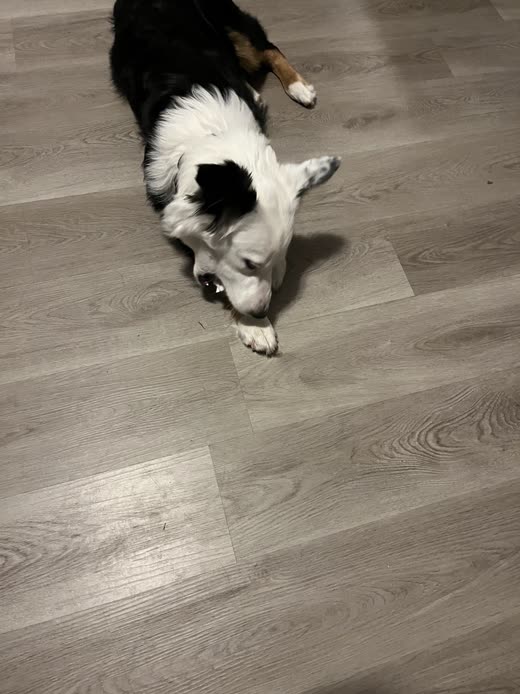 Border collie lying on a wood floor, looking up into the camera